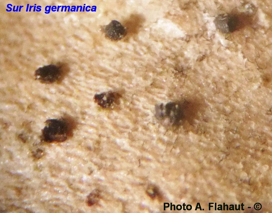 Trematosphaeria heterospora