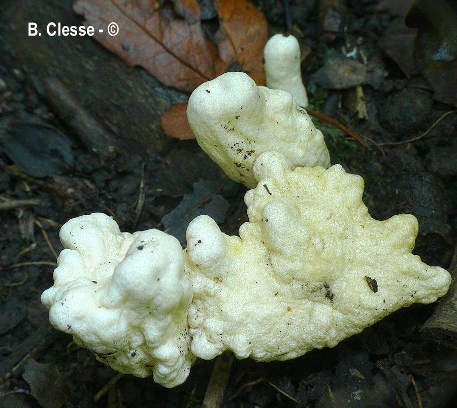 Trichoderma alutaceum (Podostroma alutaceum)