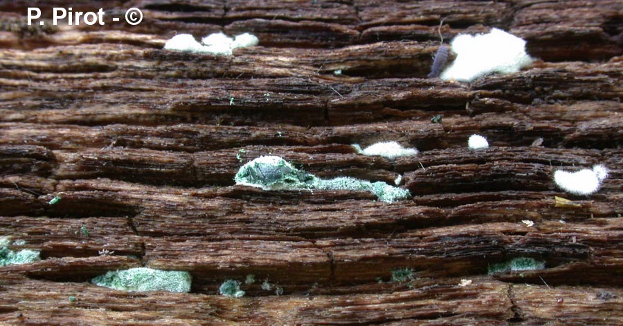 Trichoderma viride