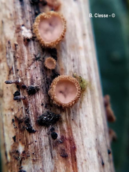 Trichopeziza urticae
