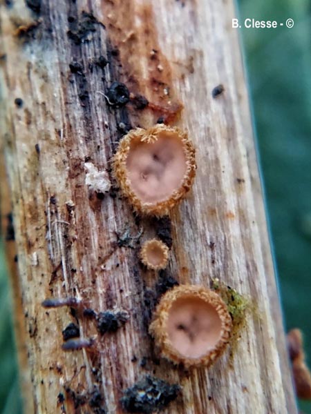 Trichopeziza urticae