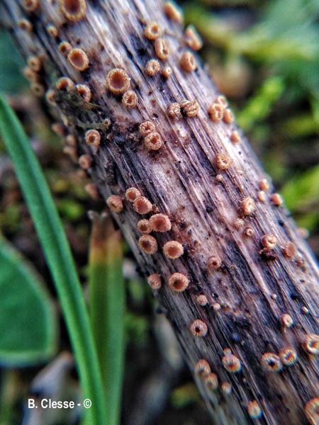 Trichopeziza urticae