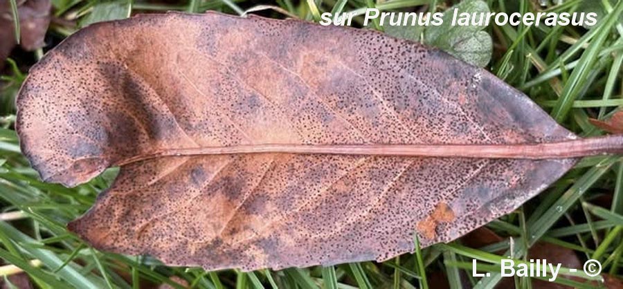 Trochila laurocerasi