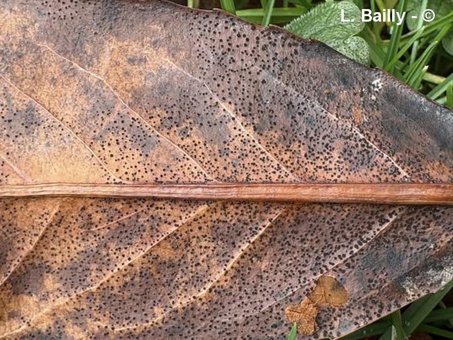 Trochila laurocerasi