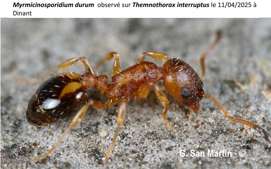 Myrmicinosporidium durum