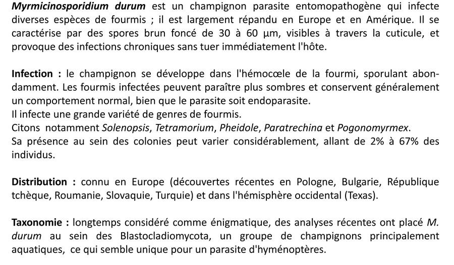 Myrmicinosporidium durum