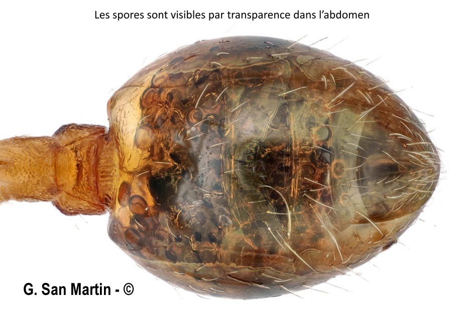 Myrmicinosporidium durum