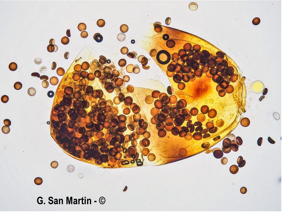Myrmicinosporidium durum
