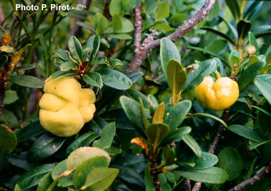 Exobasidium rhododendri (E. vaccinii var. rhododendri)