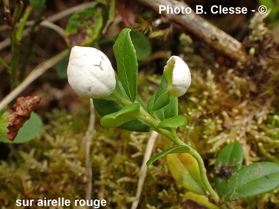 Exobasidium vaccinii