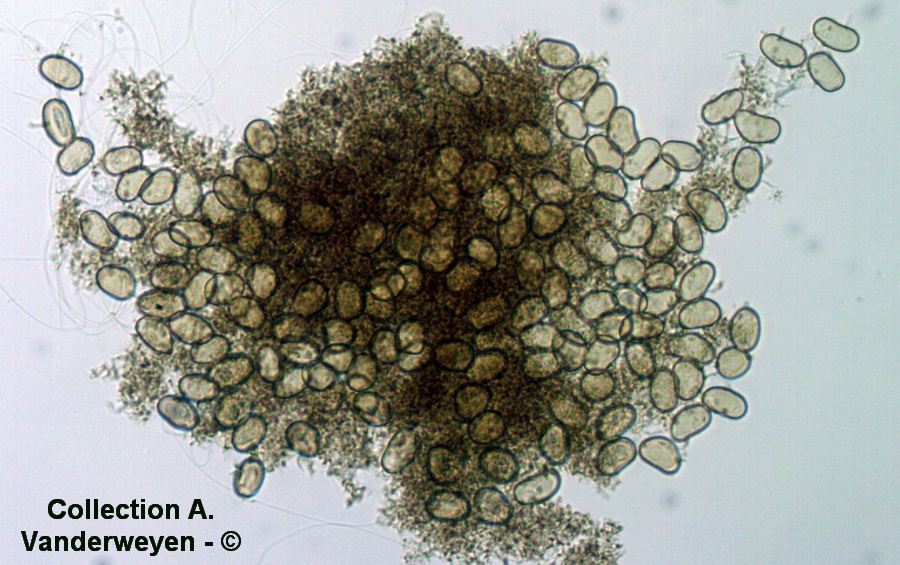 Nannfeldtiomyces sparganii