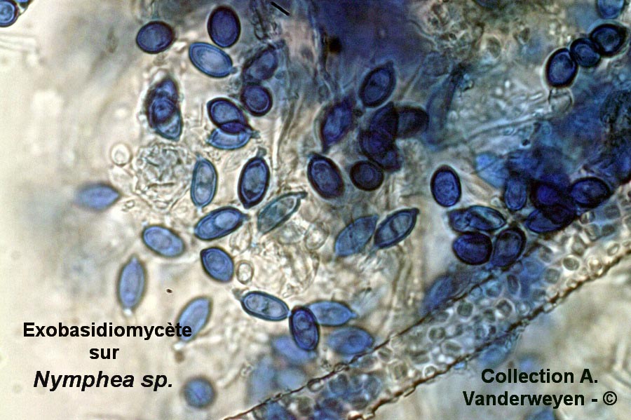 Rhamphospora nymphaeae