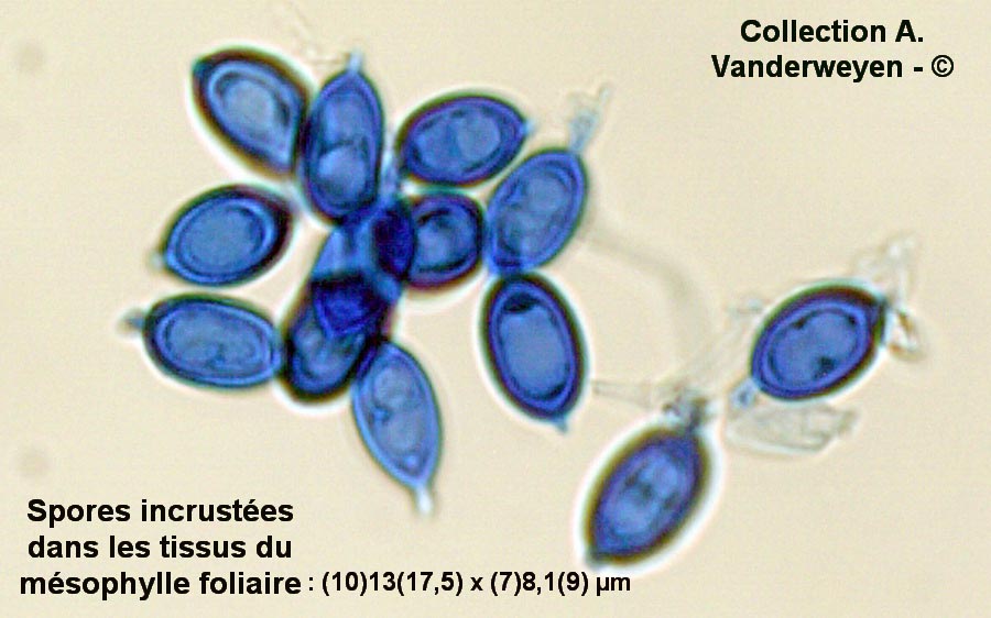 Rhamphospora nymphaeae