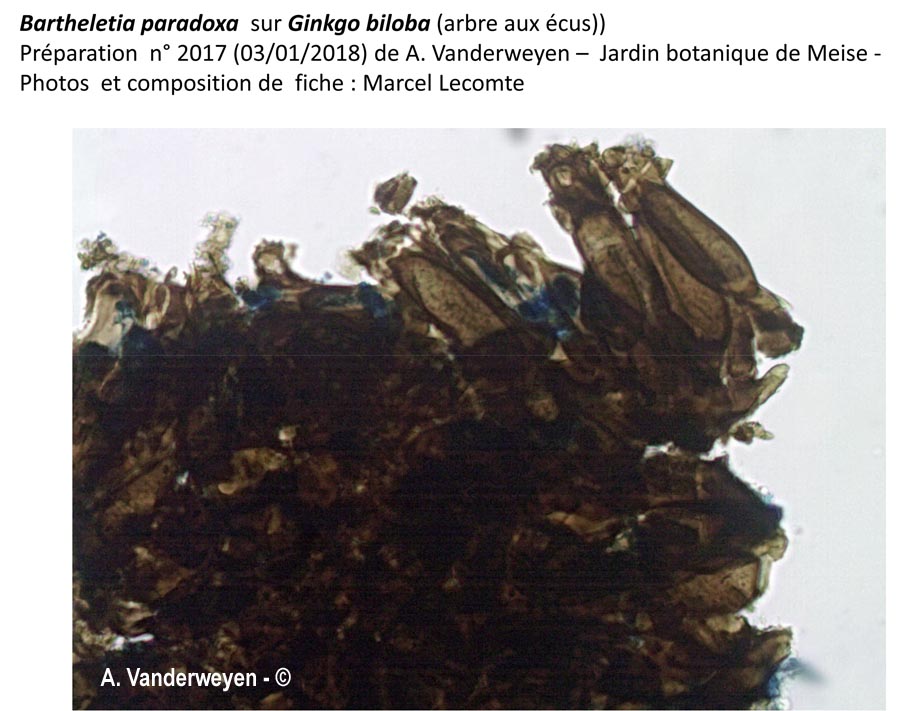 Bartheletia paradoxa