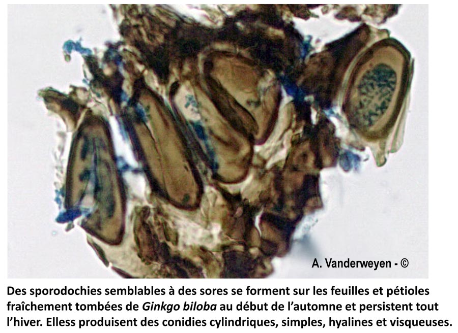 Bartheletia paradoxa