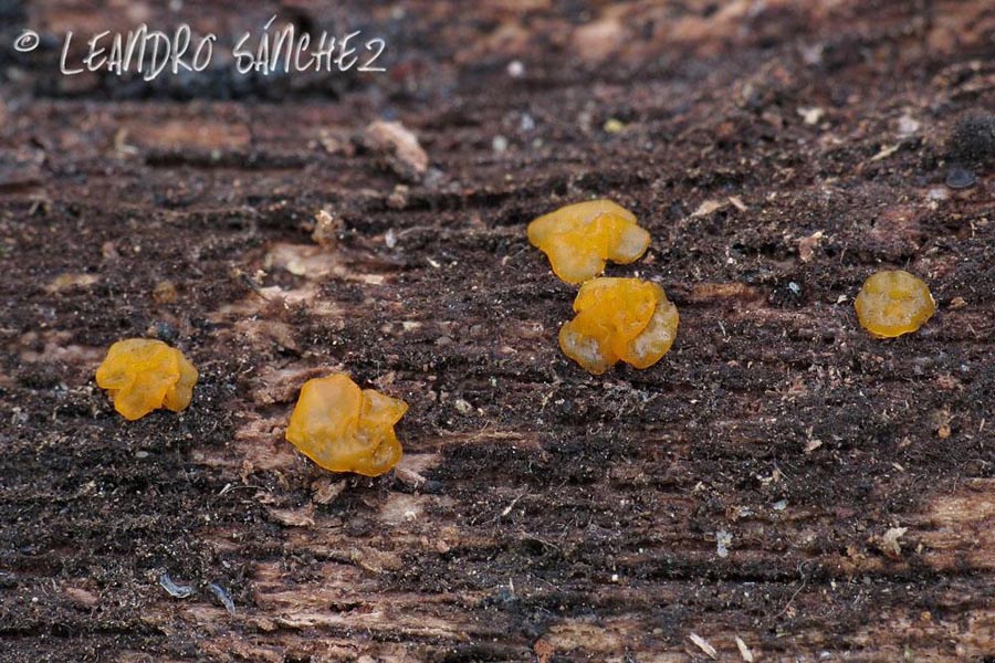 Dacrymyces lacrymalis