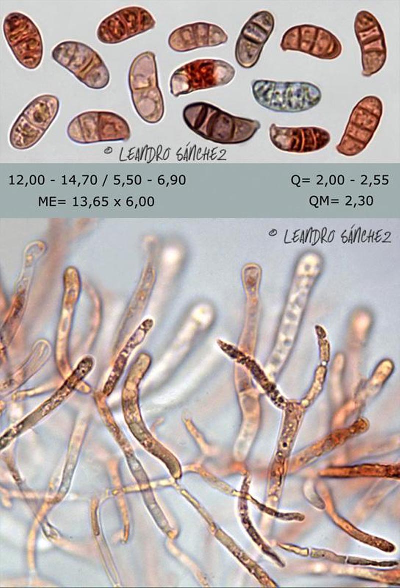 Dacrymyces lacrymalis