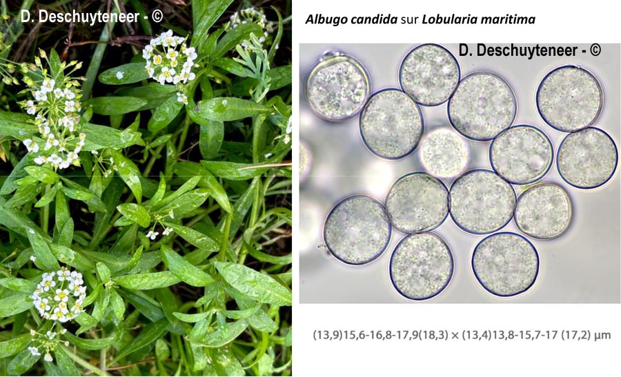 Albugo candida