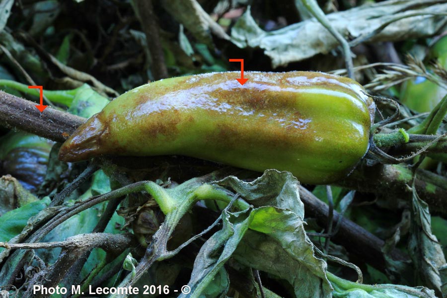 Mildiou de la tomate (Solanum lycopersicum)