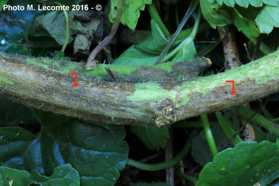 Mildiou de la tomate (Solanum lycopersicum)