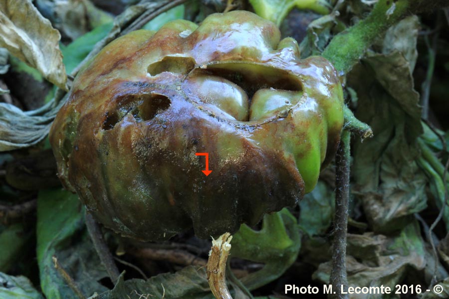 Mildiou de la tomate (Solanum lycopersicum)