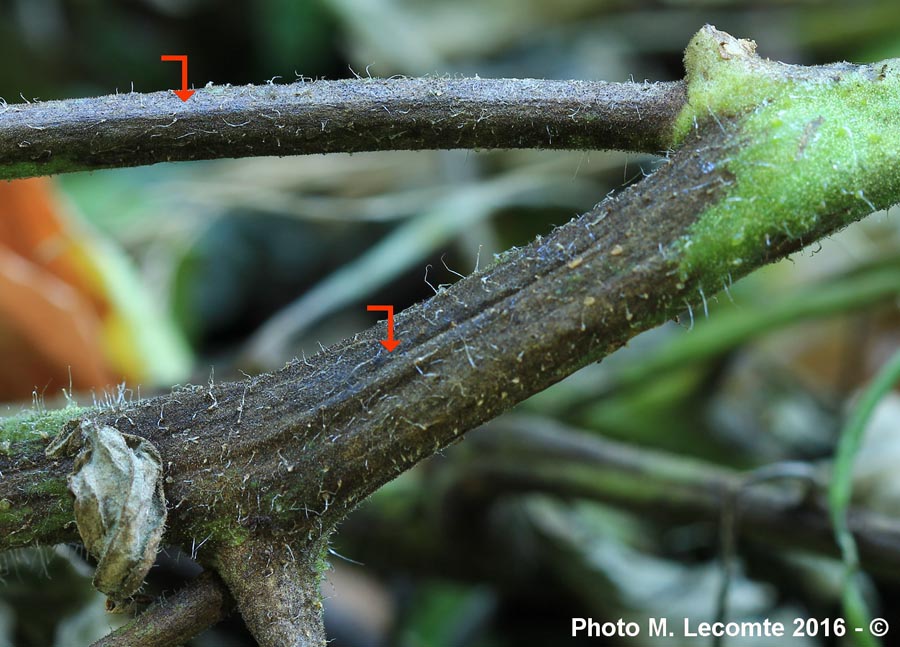 Mildiou de la tomate (Solanum lycopersicum)