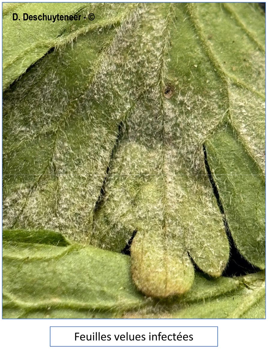 Plasmopara wilsonii