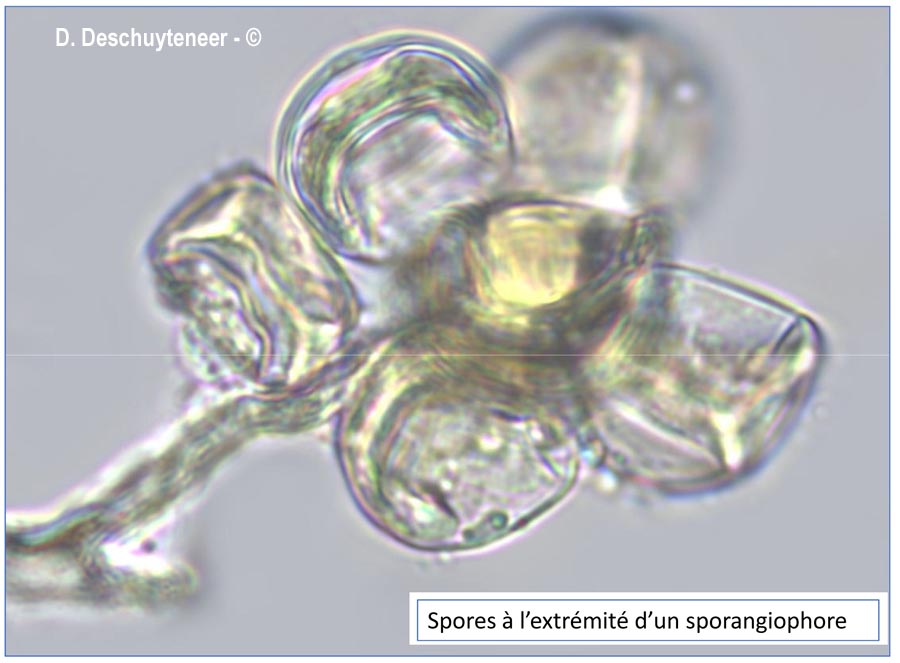 Plasmopara wilsonii