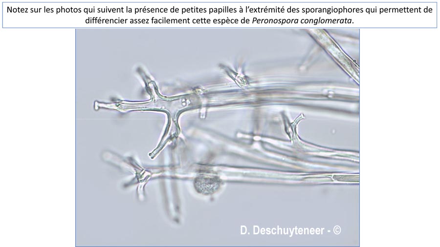 Plasmopara wilsonii