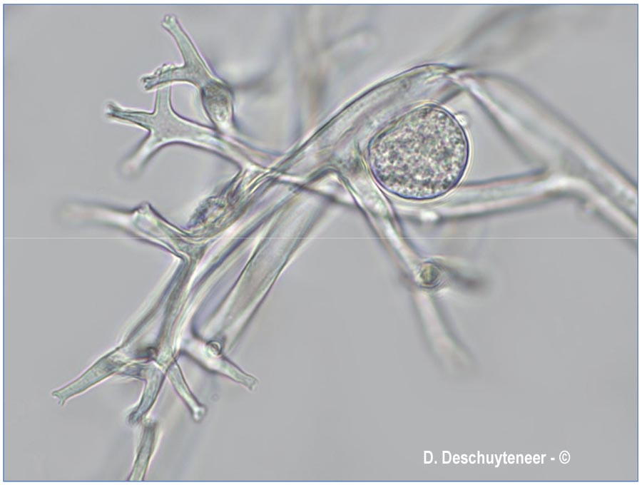 Plasmopara wilsonii