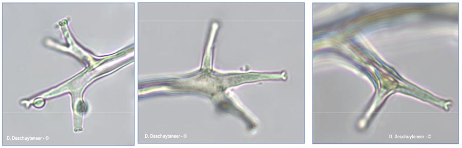Plasmopara wilsonii