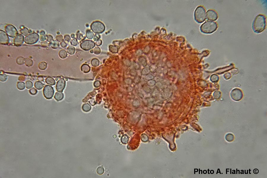 Aspergillus glaucus