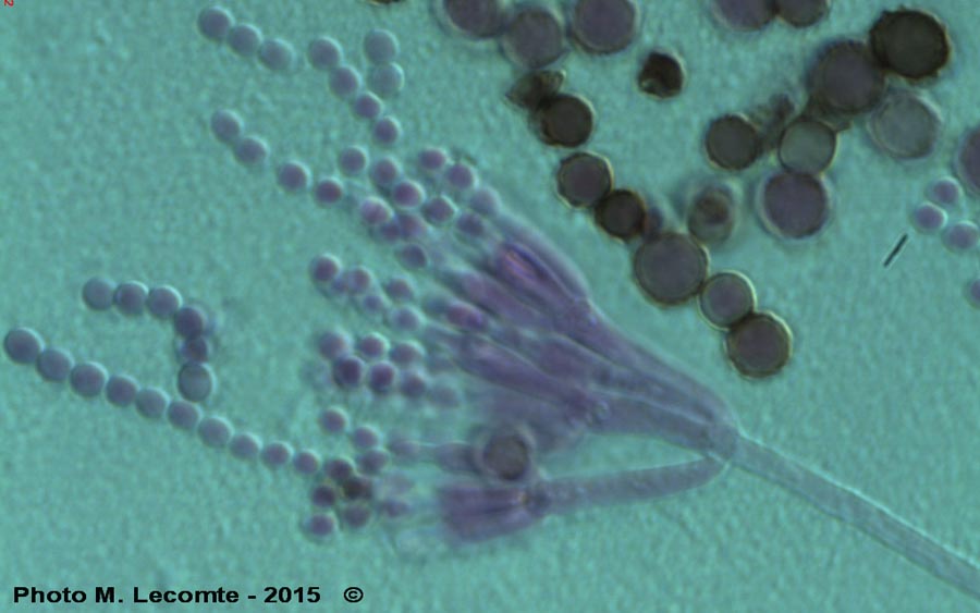 Aspergillus sp.