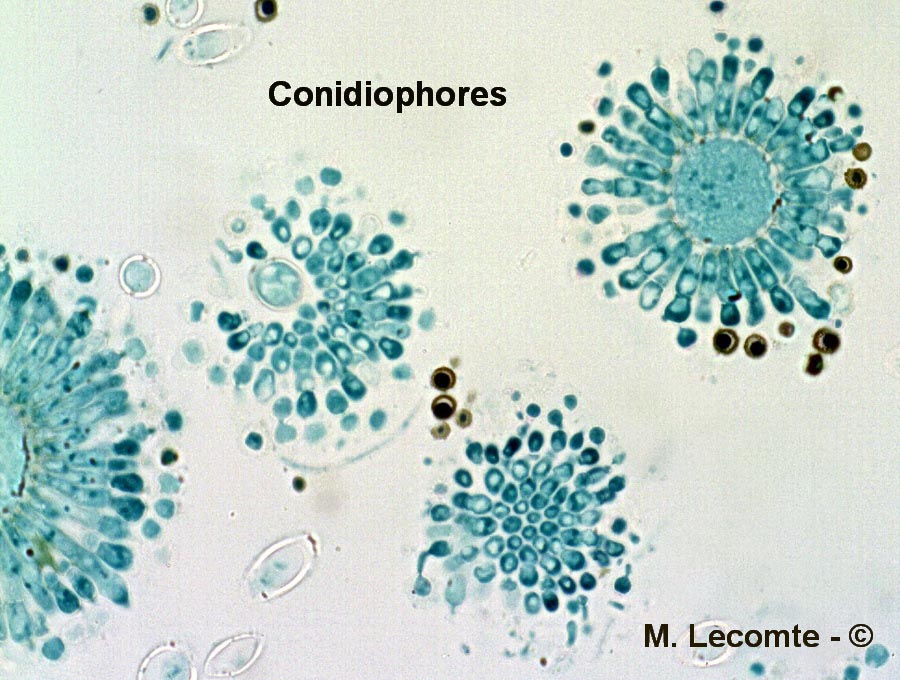 Aspergillus sp.