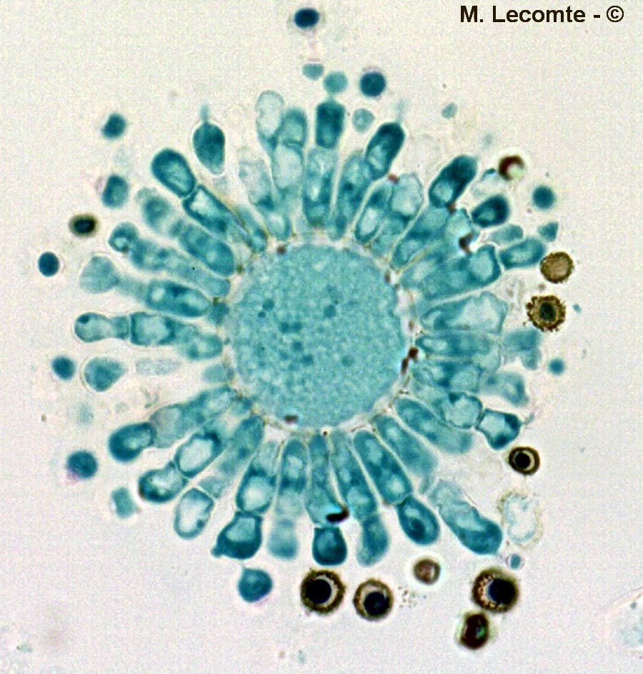 Aspergillus sp.