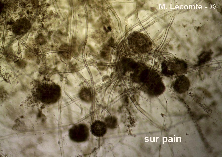 Aspergillus sp.