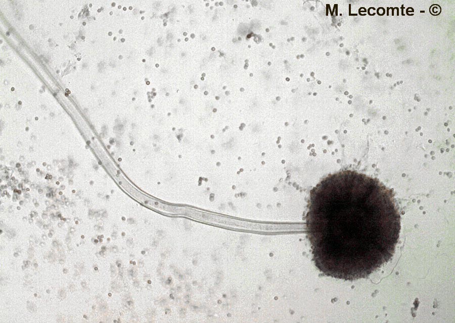 Aspergillus sp.