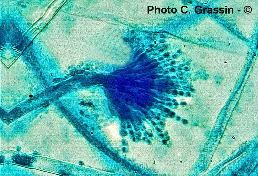 Aspergillus sp.