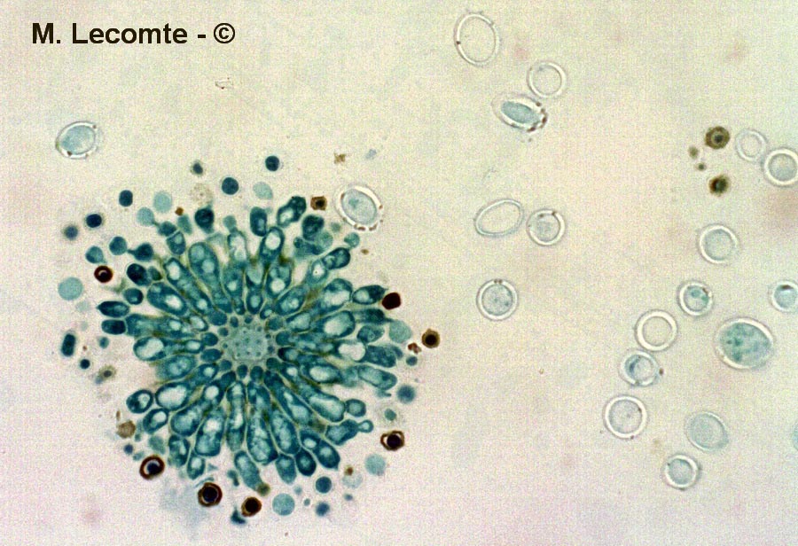 Aspergillus sp.