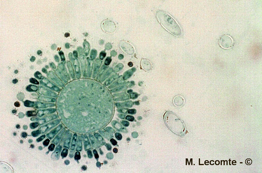 Aspergillus sp.