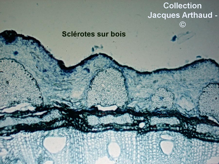 Botrytis cinerea