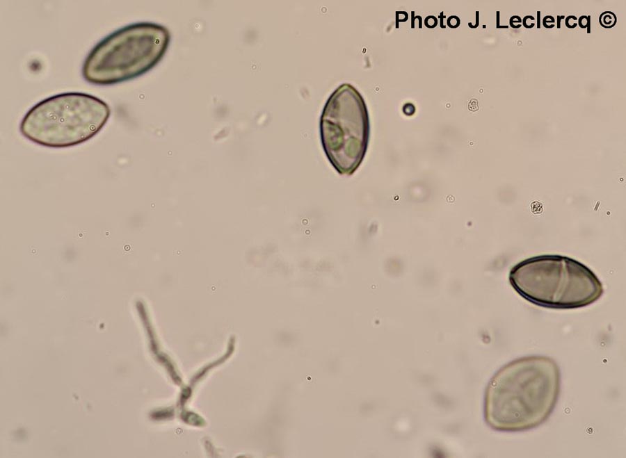 Chaetomium sp.