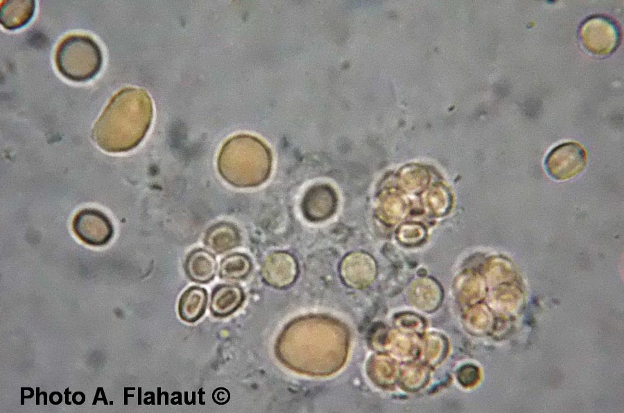 Aspergillus glaucus (Eurotium herbariorum) 