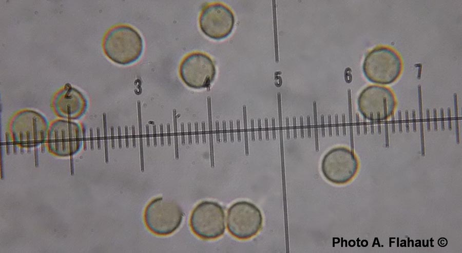 Aspergillus glaucus (Eurotium herbariorum) 