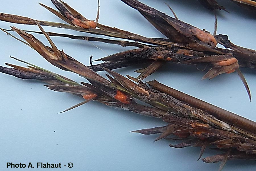 Fusarium heterosporum