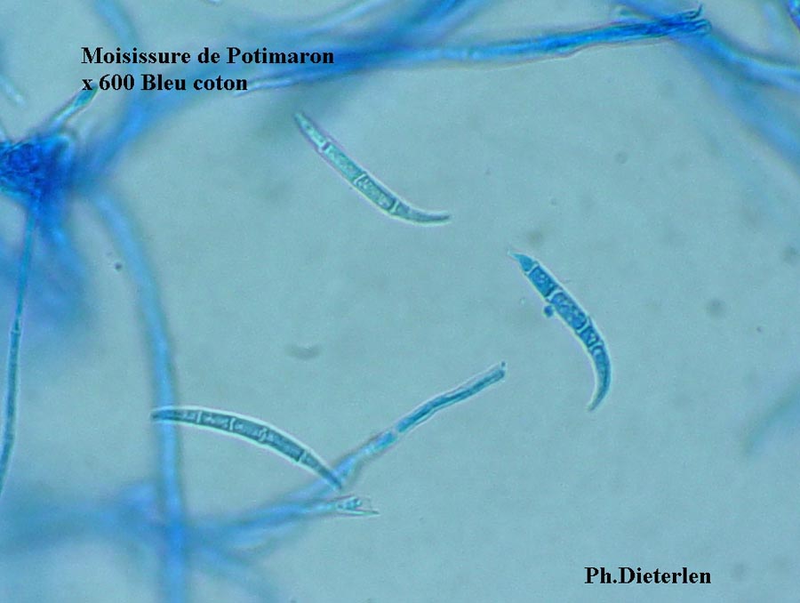 Fusarium sp.