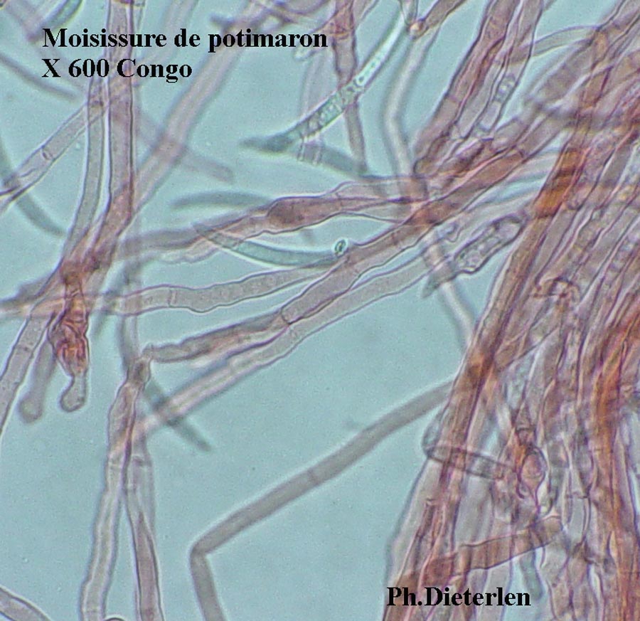 Fusarium sp.