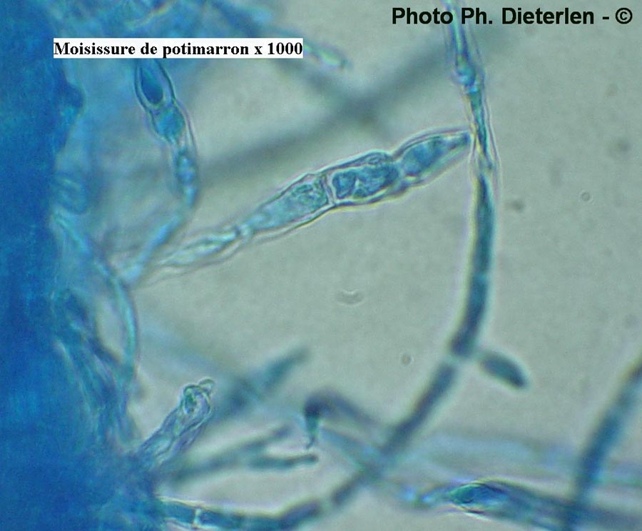 Fusarium sp.