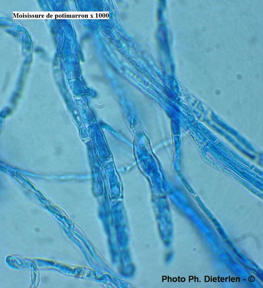 Fusarium sp.