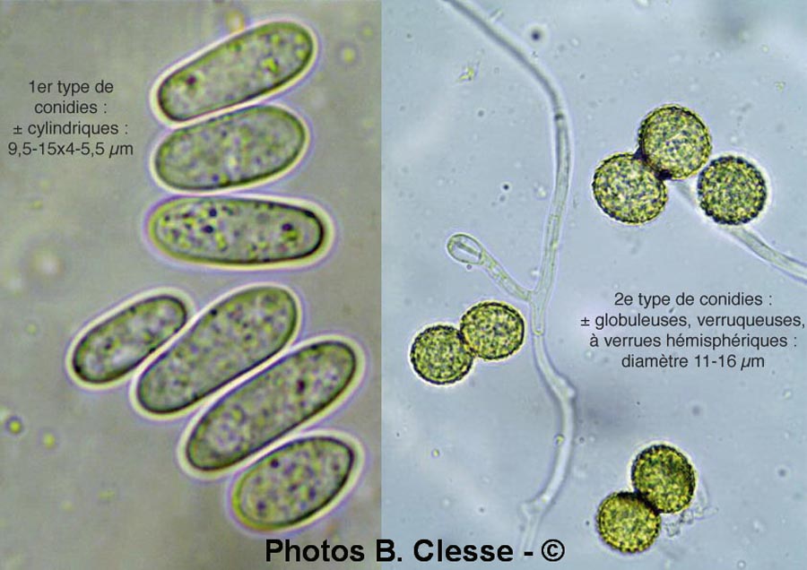 Sepedonium chrysospermum (Hypomyces chrysospermum)